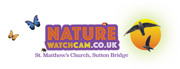 Nature Watch Cam